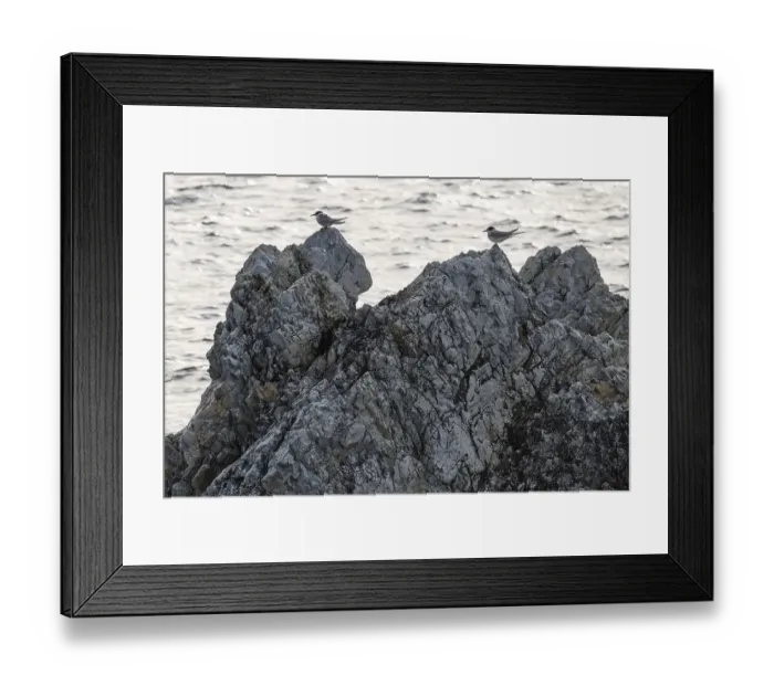 Framed Print : Arctic terns (Sterna paradisaea) sitting on rocks