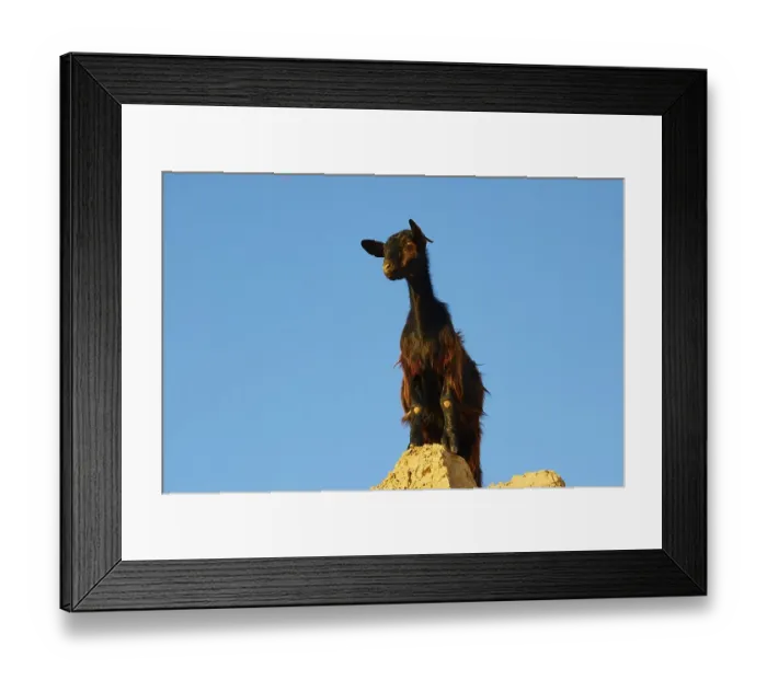 Framed Print : Black goat on boulder, detail, morning light