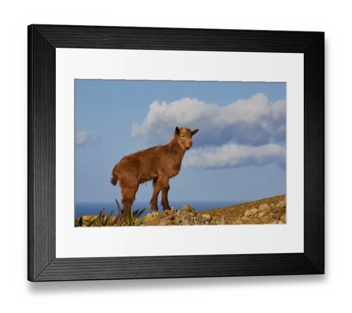 Framed Print : Brown goatling, close, sea, clouds