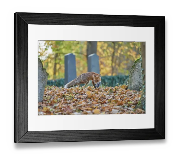 Framed Print : Red fox (Vulpes vulpes), running in a Jewish cemetery Framed Print : Red fox (Vulpes vulpes), running in a Jewish cemetery