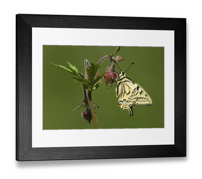 Framed Print : Old World Swallowtail or Common Yellow Swallowtail (Papilio machaon) perched on a flower