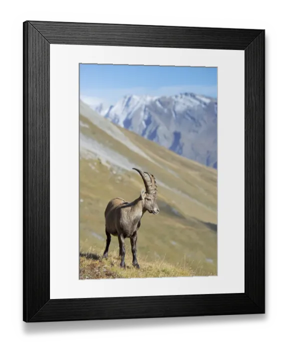 Framed Print : Alpine ibex (Capra ibex), male