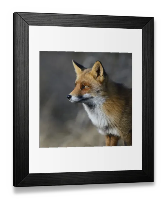 Framed Print : Red fox (Vulpes vulpes), alert Framed Print : Red fox (Vulpes vulpes), alert