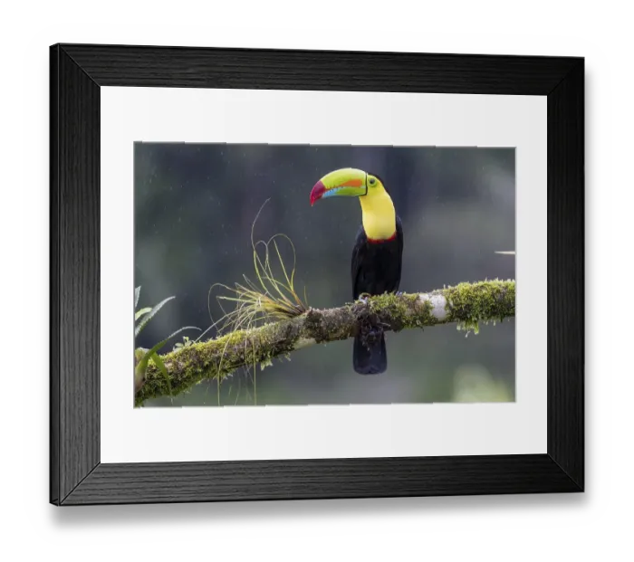 Framed Print : Fishing toucan also called Keel billed Toucan (Ramphastos sulfuratus) in the rain