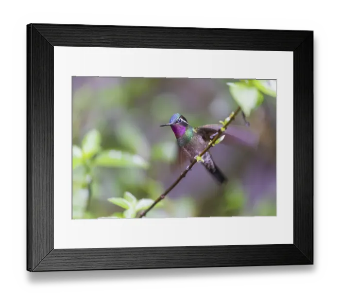 Framed Print : Purple-throated nymph (Lampornis calolaemus) Framed Print : Purple-throated nymph (Lampornis calolaemus)