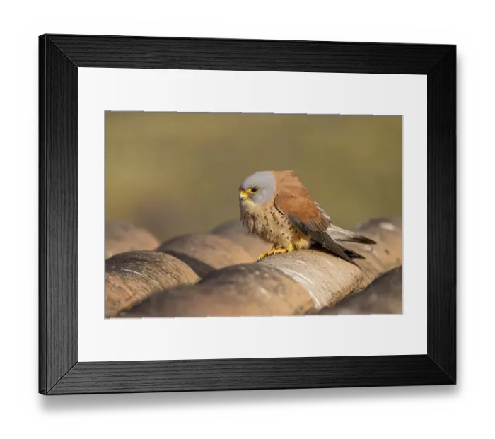 Framed Print : Lesser Kestrel (Falco naumanni) Framed Print : Lesser Kestrel (Falco naumanni)
