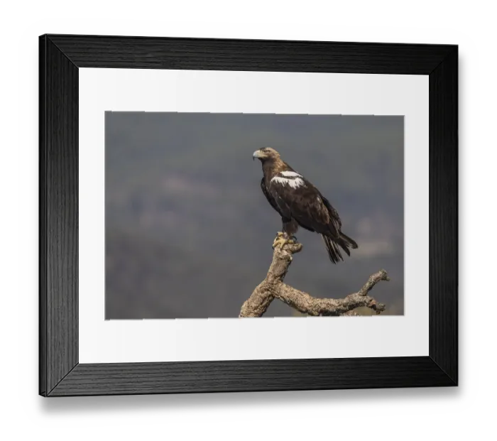 Framed Print : Spanish Imperial Eagle (Aquila adalberti) Framed Print : Spanish Imperial Eagle (Aquila adalberti)