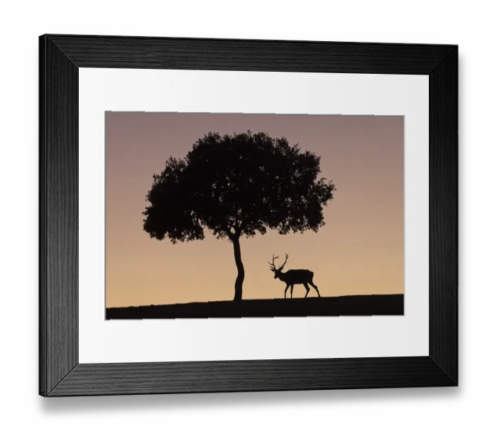 Framed Print : Red deer (Cervus elaphus), male Framed Print : Red deer (Cervus elaphus), male