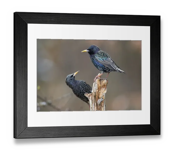 Framed Print : Common starling (Sturnus vulgaris)