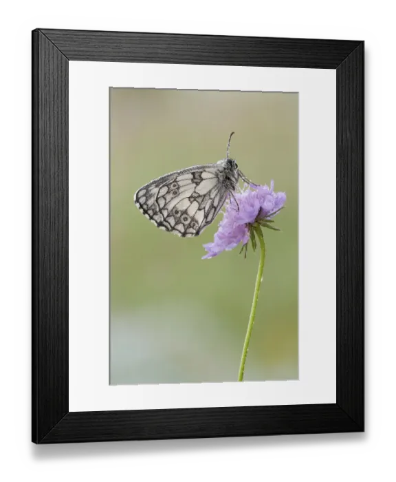 Framed Print : Marbled White (Melanargia galathea) on flower Framed Print : Marbled White (Melanargia galathea) on flower