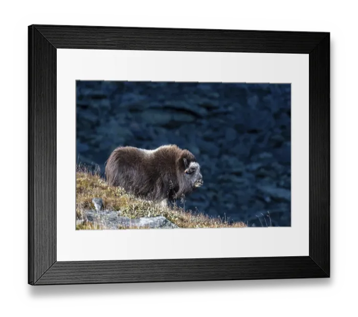 Framed Print : Musk ox (Ovibos moschatus), female standing on a slope
