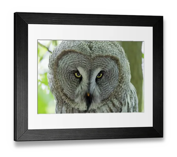 Framed Print : Great grey owl, (Strix nebulosa) portrait