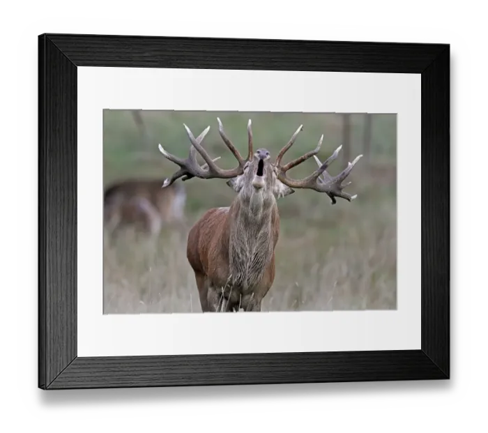 Framed Print : Red deer (Cervus elaphus), in rutting season Framed Print : Red deer (Cervus elaphus), in rutting season