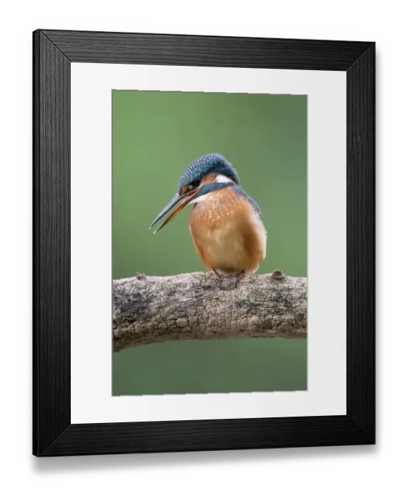 Framed Print : Common kingfisher (Alcedo atthis) sitting on a branch