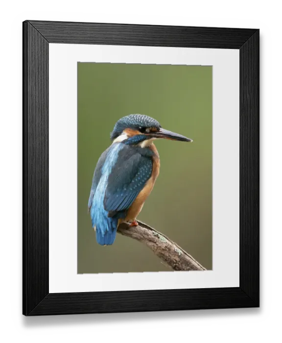 Framed Print : Common kingfisher (Alcedo atthis) sitting on a branch