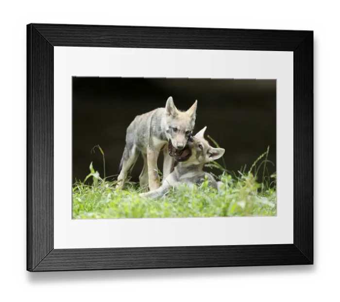 Framed Print : Two European Gray wolf (Canis lupus)playing puppies
