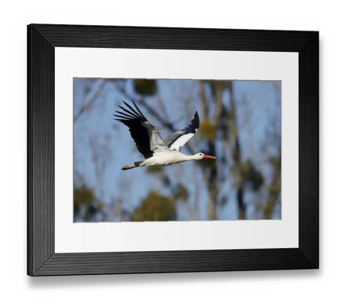 Framed Print : White stork (Ciconia ciconia) in flight