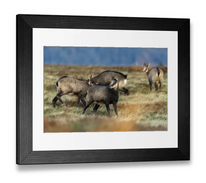 Framed Print : Chamois (Rupicapra rupicapra) group in a meadow Framed Print : Chamois (Rupicapra rupicapra) group in a meadow