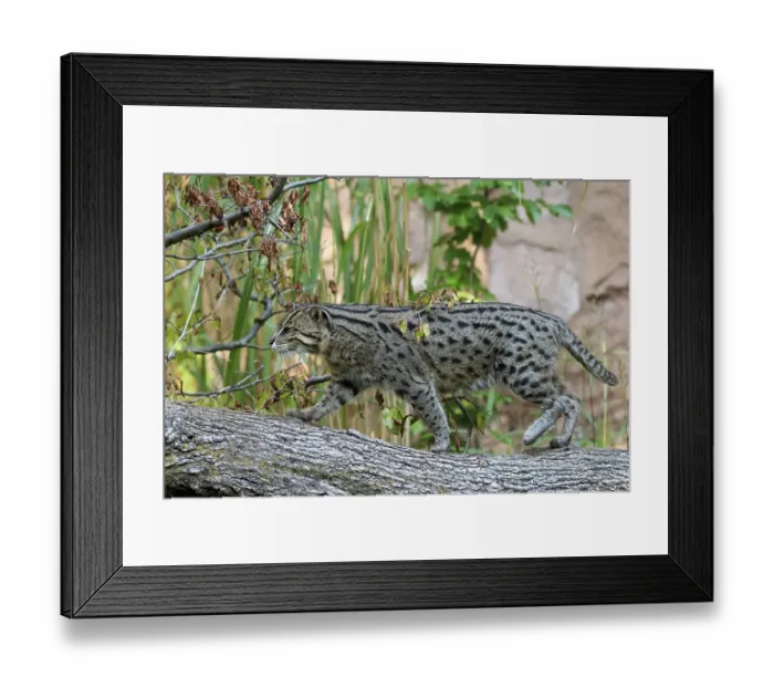 Framed Print : Wildcat balancing on a tree trunk with autumn leaves in the background