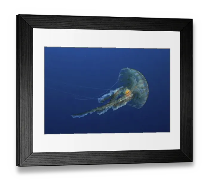 Framed Print : Mauve stinger (Pelagia noctiluca) Framed Print : Mauve stinger (Pelagia noctiluca)