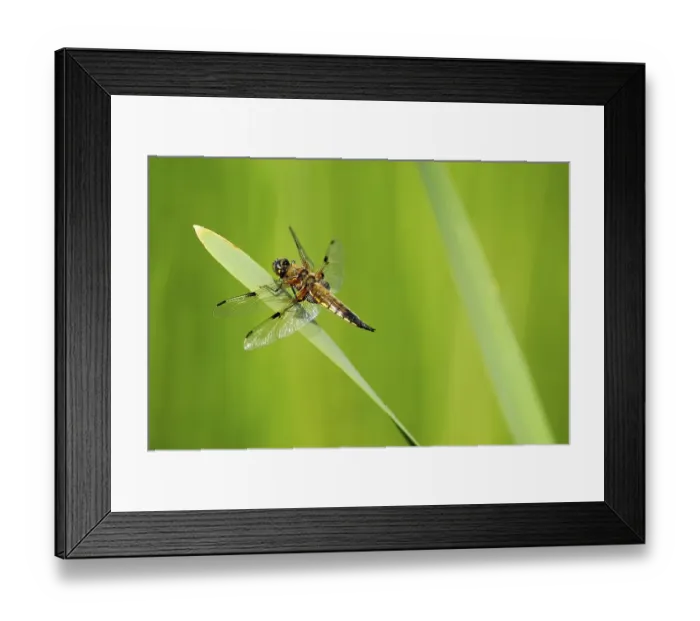 Framed Print : Four-spotted Chaser or Four-spotted Skimmer (Libellula quadrimaculata) on a leaf