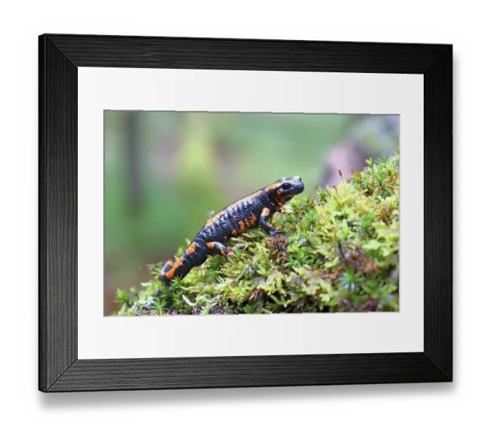 Framed Print : Orange Fire salamander (Salamandra salamandra)