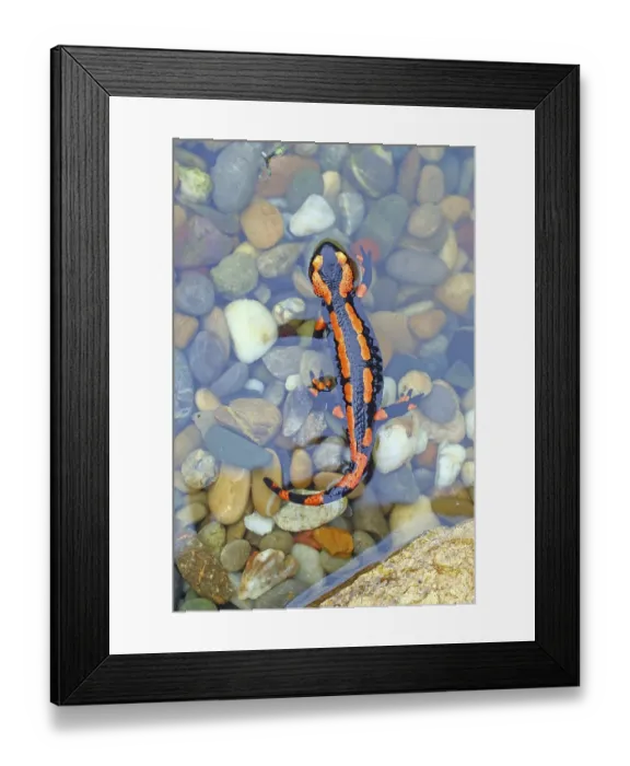 Framed Print : Orange Fire salamander (Salamandra salamandra)
