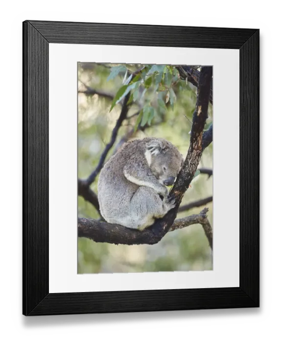 Framed Print : Koala (Phascolarctos cinereus) sleeping on a bamboo tree Framed Print : Koala (Phascolarctos cinereus) sleeping on a bamboo tree