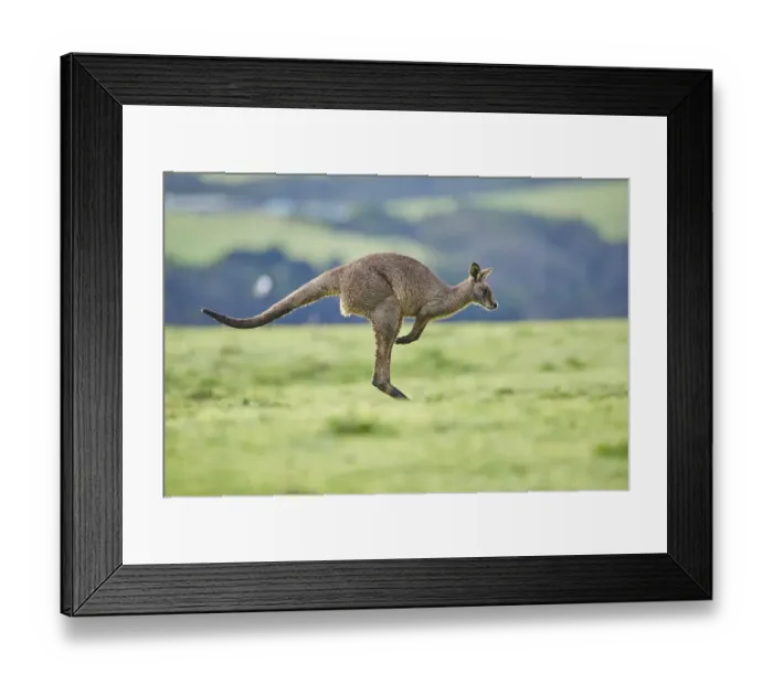 Framed Print : Eastern grey kangaroo (Macropus giganteus) jumping on a meadow Framed Print : Eastern grey kangaroo (Macropus giganteus) jumping on a meadow