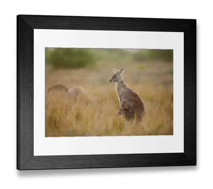 Framed Print : Eastern grey kangaroo (Macropus giganteus) with young animal standing in high grass