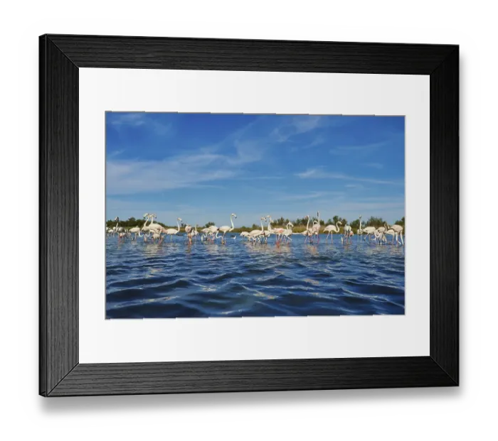Framed Print : Swarm of Greater flamingos (Phoenicopterus roseus) in water Framed Print : Swarm of Greater flamingos (Phoenicopterus roseus) in water