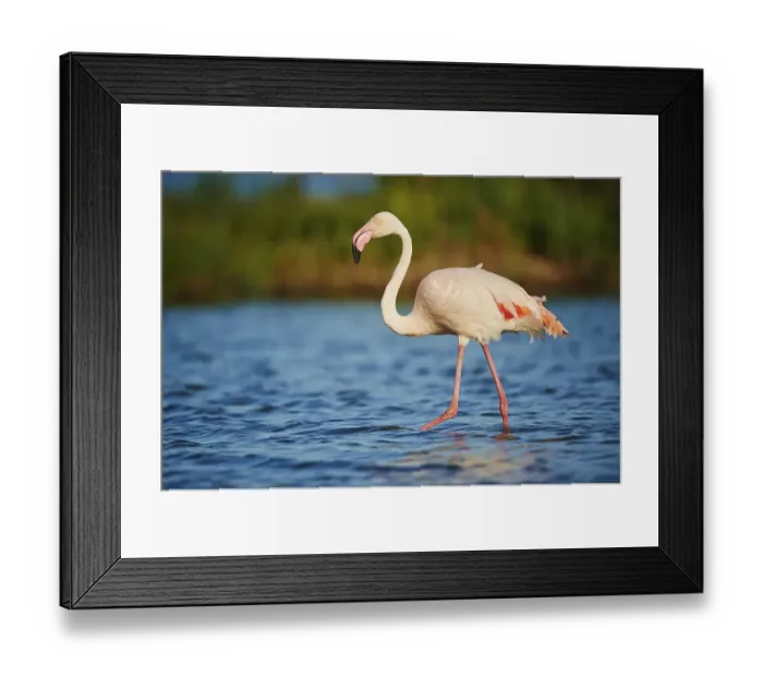 Framed Print : Greater Flamingo (Phoenicopterus roseus) strides in shallow water Framed Print : Greater Flamingo (Phoenicopterus roseus) strides in shallow water