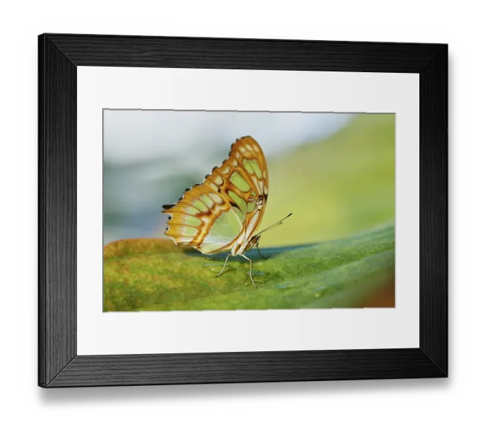 Framed Print : Malachite butterfly (Siproeta stelenes) sitting on a leaf Framed Print : Malachite butterfly (Siproeta stelenes) sitting on a leaf