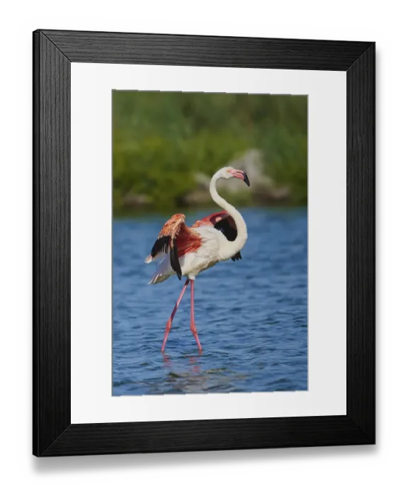 Framed Print : Greater Flamingos (Phoenicopterus roseus) Framed Print : Greater Flamingos (Phoenicopterus roseus)
