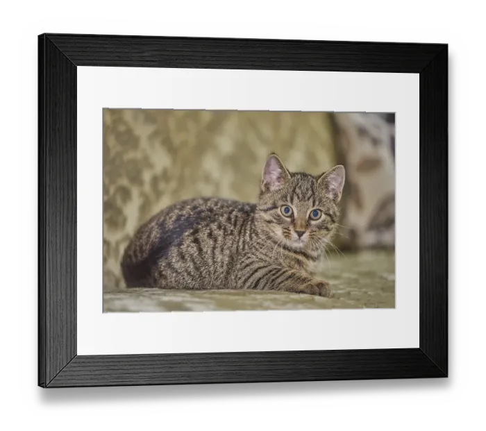 Framed Print : Cat (Felis catus ), Kitten, lying down