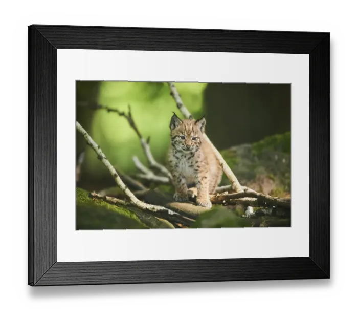 Framed Print : Eurasian lynx (Lynx lynx), kitten sitting on the forestground Framed Print : Eurasian lynx (Lynx lynx), kitten sitting on the forestground