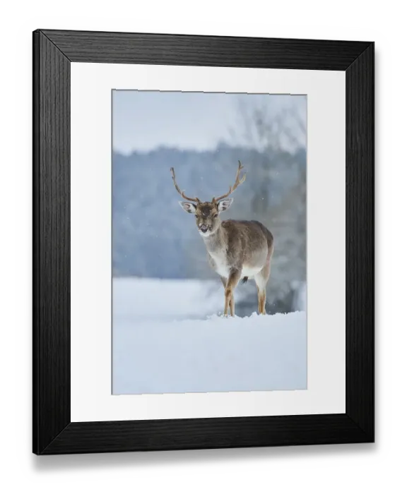 Framed Print : Fallow deer (Dama dama) on a snowy meadow