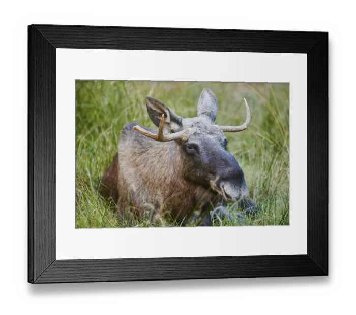 Framed Print : Elk (Alces alces) lying on a meadow
