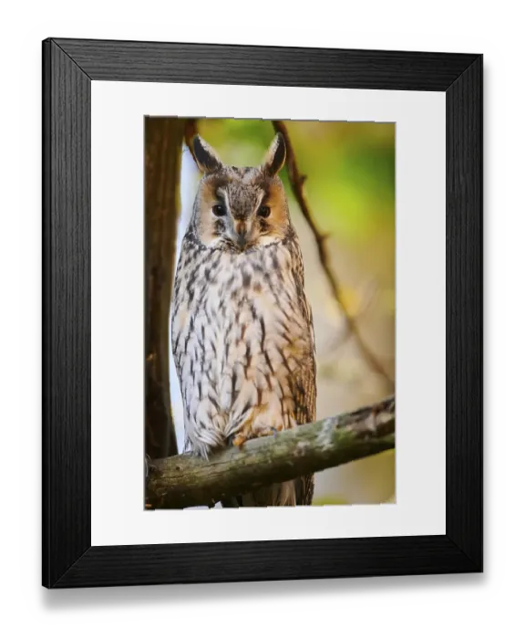 Framed Print : Long-eared owl (Asio otus) sitting in a tree