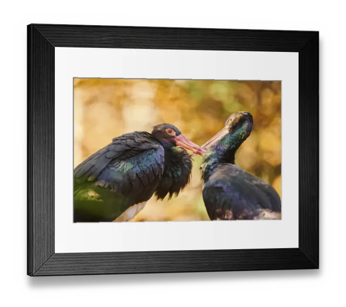 Framed Print : Black stork (Ciconia nigra) portrait in autumn