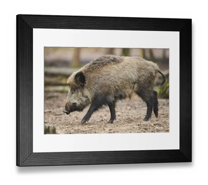 Framed Print : Wild boar (Sus scrofa) in a forest