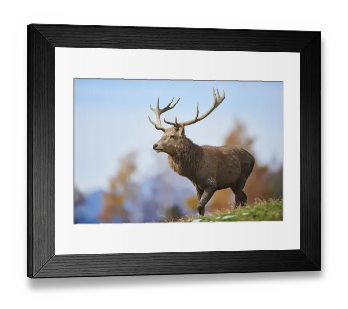 Framed Print : Red deer (Cervus elaphus) stag in the alps