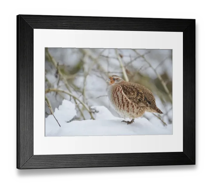 Framed Print : Grey partridge (Perdix perdix) in the snow