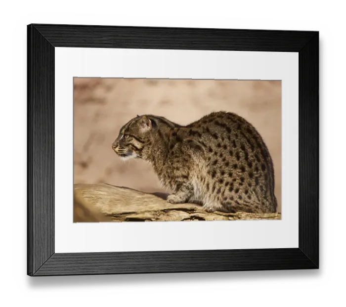 Framed Print : Fishing cat (Prionailurus viverrinus) sitting on an old tree trunck