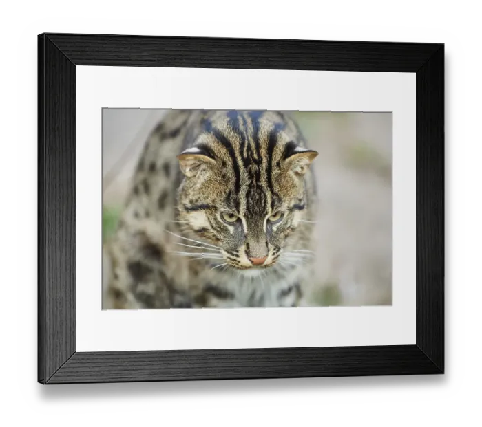 Framed Print : Fishing cat (Prionailurus viverrinus)