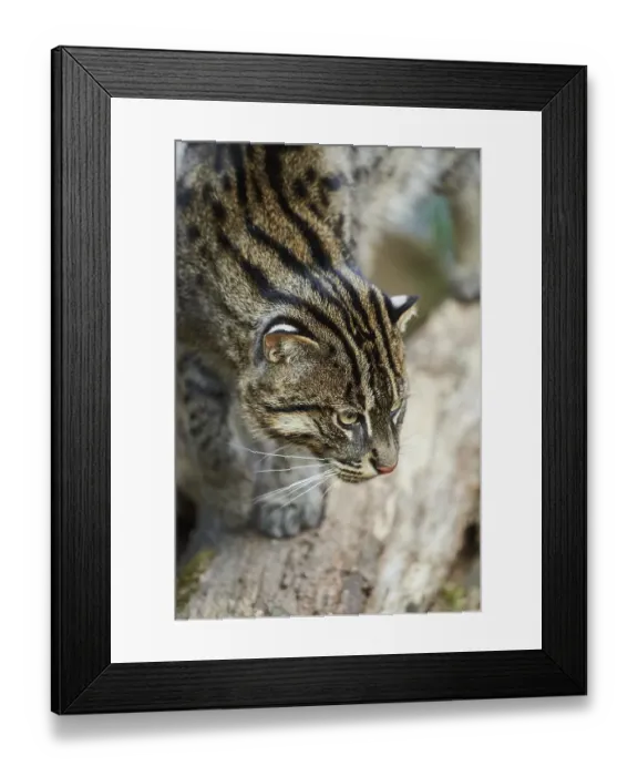 Framed Print : Fishing cat (Prionailurus viverrinus)