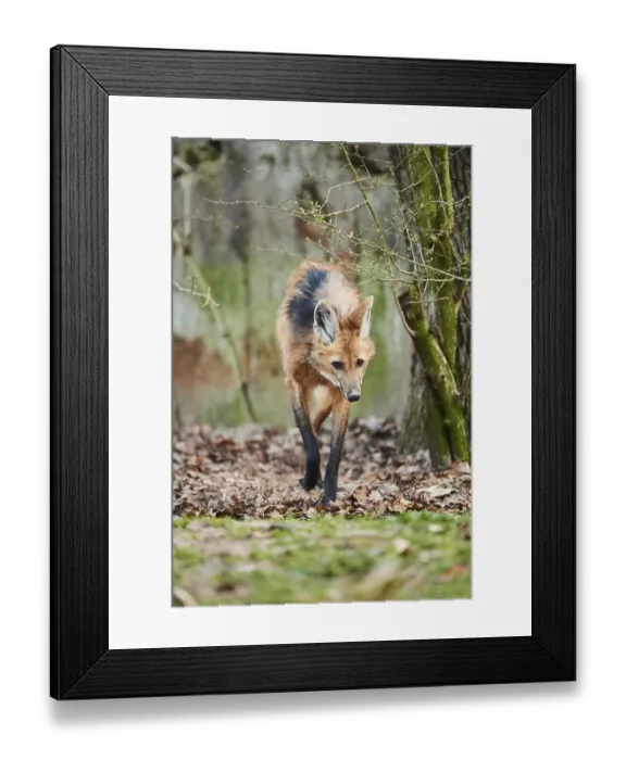 Framed Print : Maned wolf (Chrysocyon brachyurus) Framed Print : Maned wolf (Chrysocyon brachyurus)