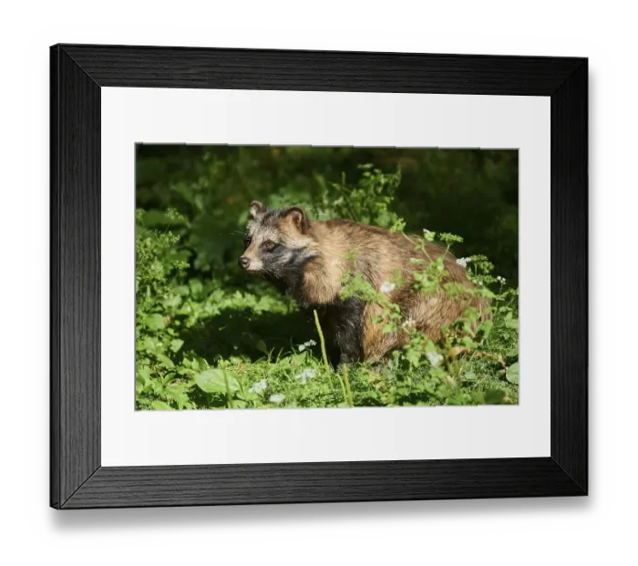 Framed Print : Common raccoon dog (Nyctereutes procyonoides) sitting in a forest