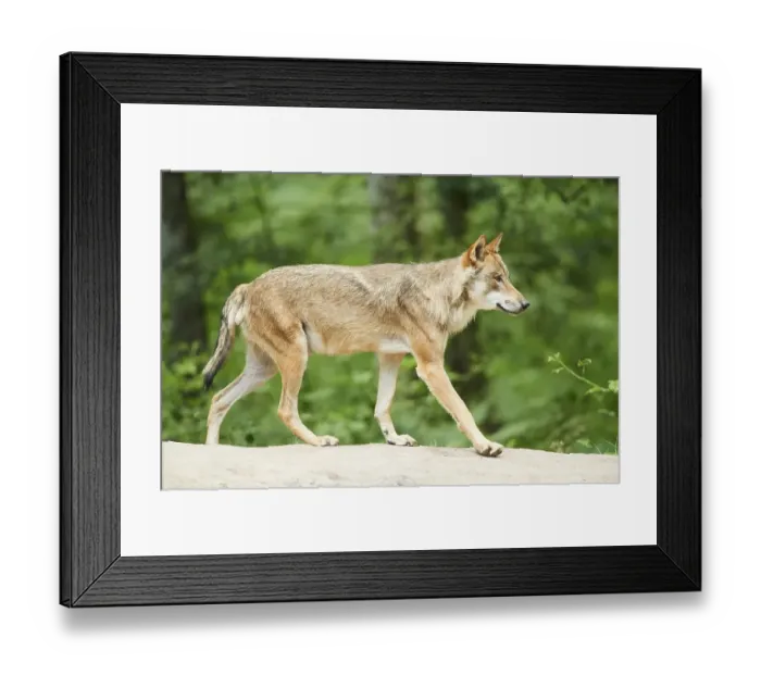 Framed Print : Eurasian wolf (Canis lupus lupus) standing on a rock in a forest