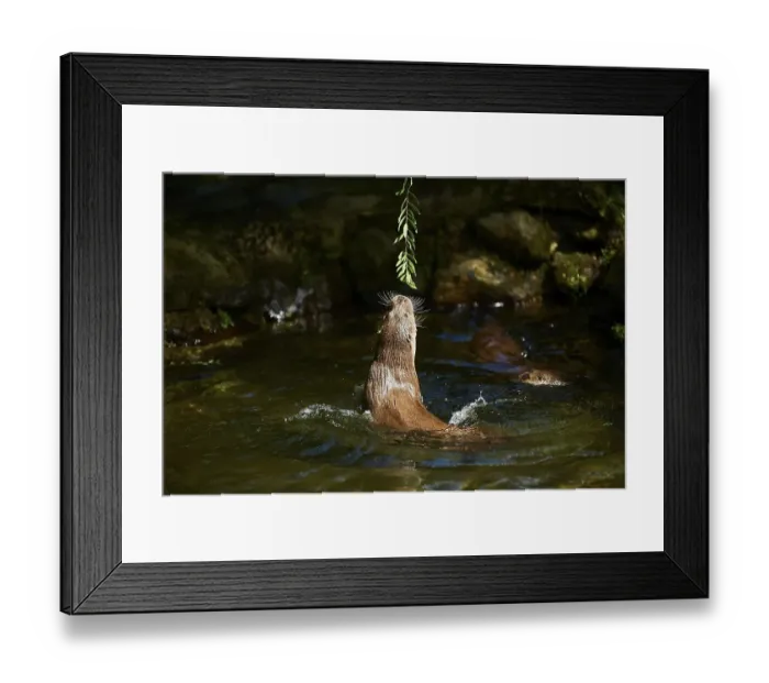 Framed Print : Eurasian otter (Lutra lutra), playing in the water